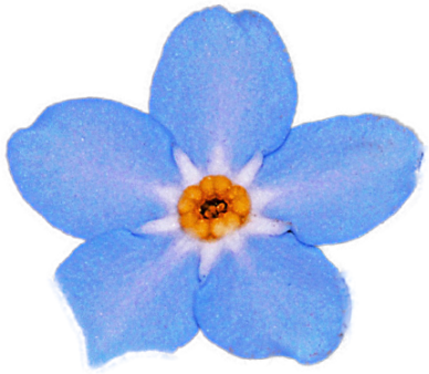 ForgetMeNot icon
